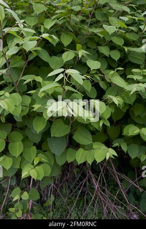 Reynoutria japonica Zweig aus nächster Nähe Stockfoto