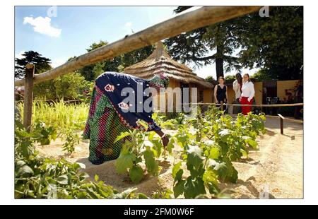 Letzte Minute Vorbereitung Frau Aldeguene Seck ist eine senegalesische Farmerin und in Großbritannien, um bei der Christlichen HILFSSAAT VON HOPE Garden bei der Hampton Court Palace Flower Show zu helfen......öffentlich zugänglich 6-11 July 2004.pic David Sandison 5/7/2004 Stockfoto