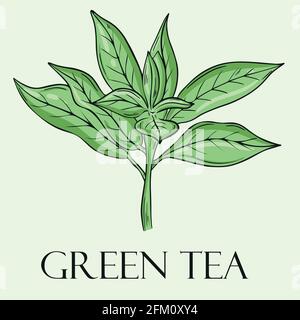 Teeblatt, Vektor. Handzeichnung. Stock Vektor