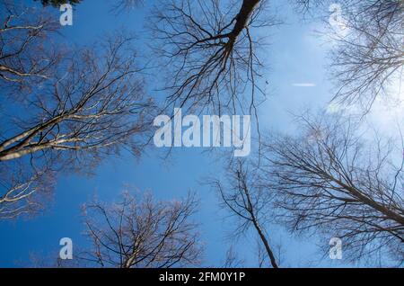 Die Baumspitzen ohne Laub, die sich gegen einen blauen Frühlingshimmel erheben. Stockfoto