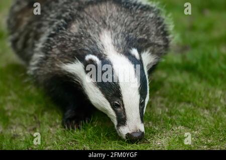 Europäischer Dachs Meles meles auch als Eurasischer Dachs bekannt, in den Highlands von Schottland Stockfoto