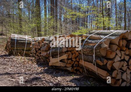 Brennholz liegt komplett gespalten und bereit zur Sammlung in Bündeln Zu 1 ster im Wald Stockfoto