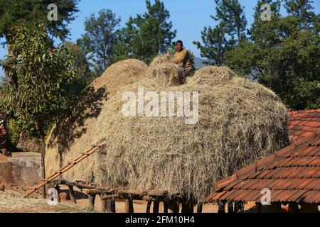 Stammesmann stapelt trockenes Gras im Dorf Madagada, Andhra Pradesh, Indien. BHAKTA-STAMM Stockfoto