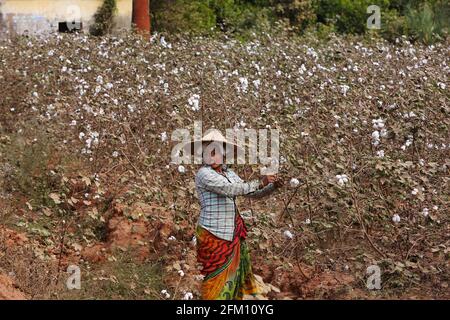 Frau, die im Baumwollfeld im Dorf Puliputti, Andhra Pradesh, Indien, arbeitet Stockfoto