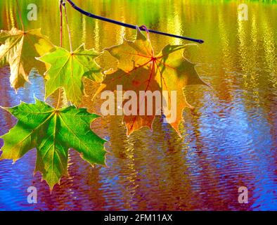 Frostige Ahornblätter am Rand des Wassers Stockfoto