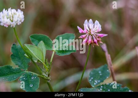 Rosa Kleeblatt Blume. Ein Sprossen aus jungen Kleeblatt. Wildblumen nach dem Regen. Stockfoto