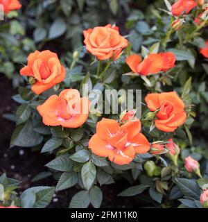 Verschiedene Sorten von Rosen im Freien in einem Blumenbeet als Dekoration des Parks. Frühling Stockfoto