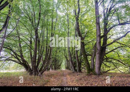 Eine Waldallee. Alte, wunderschöne Bäume. Forest Trail. Eine Straße im Wald. Stockfoto
