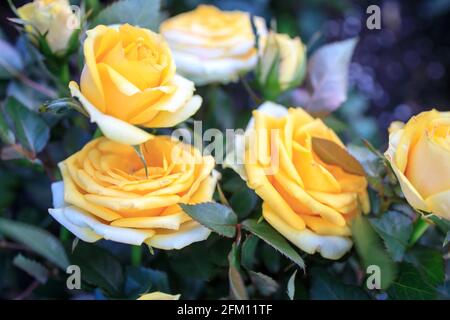 Verschiedene Sorten von Rosen im Freien in einem Blumenbeet als Dekoration des Parks. Frühling Stockfoto