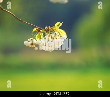 Wilde Kirsche (prunus avium), Frühlingsblüte auf Ast, Stockfoto