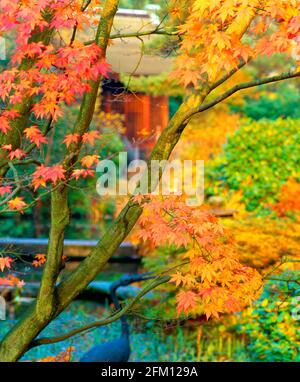 Japanischer Garten Detail, Herbst, Stockfoto