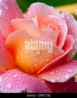 Rosa Rose nach Regenschauer, Stockfoto