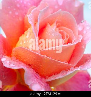 Rosa Rose nach Regenschauer, Stockfoto