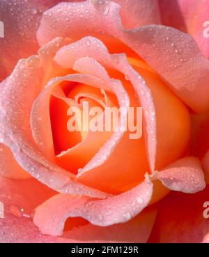 Rosa Rose mit Tau bedeckt, Stockfoto