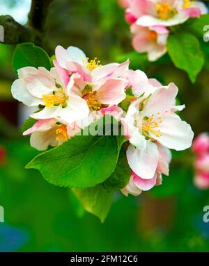 Apfelblüte, Detail, Stockfoto