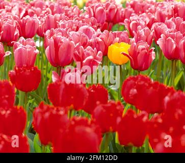 Einzelne gelbe Tulpe zwischen rosa und roten Tulpen, Frühling, Stockfoto