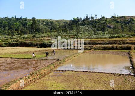 Valmiki-Stammesbauern, die auf Reisfeldern in der Nähe des Dorfes Kollaputtu, Araku, Andhra Pradesh, Indien, arbeiten Stockfoto