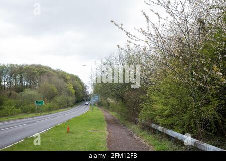 Wendover, Großbritannien. Mai 2021. Blick auf Bäume entlang der A413. Um Wendover in der Chilterns AONB werden zurzeit große Flächen von Bäumen und Vegetation freigeräumt, um die Hochgeschwindigkeitsstrecke HS2 vorzubereiten, wobei vor kurzem nach Einbruch der Dunkelheit einige Arbeiten durchgeführt werden. Aktivisten, die gegen HS2 sind, besetzen das Wendover Active Resistance Camp neben der A413. Kredit: Mark Kerrison/Alamy Live Nachrichten Stockfoto