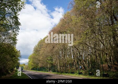 Wendover, Großbritannien. Mai 2021. Blick auf Bäume entlang der A413. Um Wendover in der Chilterns AONB werden zurzeit große Flächen von Bäumen und Vegetation freigeräumt, um die Hochgeschwindigkeitsstrecke HS2 vorzubereiten, wobei vor kurzem nach Einbruch der Dunkelheit einige Arbeiten durchgeführt werden. Aktivisten, die gegen HS2 sind, besetzen das Wendover Active Resistance Camp neben der A413. Kredit: Mark Kerrison/Alamy Live Nachrichten Stockfoto