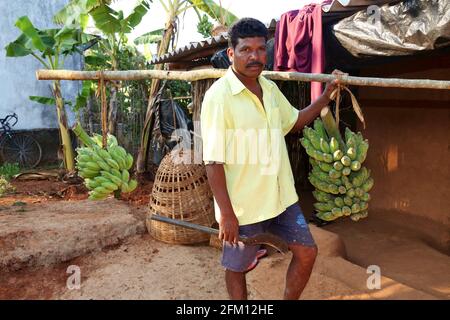 Kodhu-Stammesmann, der Bananenbündel im Dorf Korrakothavalasa in Araku, Andhra Pradesh, Indien, trägt Stockfoto