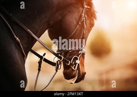 Porträt eines dunkelbraunen galoppierenden Pferdes mit einem Zaumzeug an der Schnauze, das von hellem, sonnigem Tageslicht beleuchtet wird. Reitsport. Pferdesport. Stockfoto