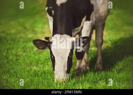 Eine niedliche schwarz-weiß gefleckte Kuh steht auf einer Wiese und frisst an einem sonnigen Sommertag grünes Gras. Vieh. Natur. Stockfoto