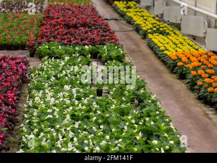 Gewächshaus voller farbenfroher Blumen. Sommer Natur in Orangerie Stockfoto