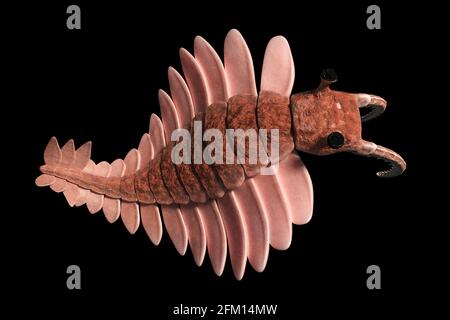 Anomalocaris, Kreatur aus der Kambrium-Zeit, Draufsicht, isoliert auf schwarzem Hintergrund Stockfoto