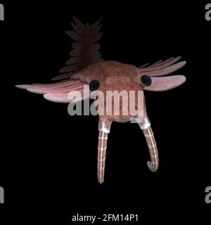 Anomalocaris, Kreatur der kambrischen Periode, auf schwarzem Hintergrund Stockfoto