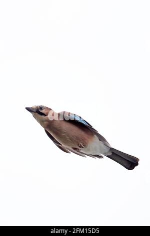 Eurasischen Eichelhäher (Garrulus glandarius) Stockfoto