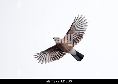 Eurasischen Eichelhäher (Garrulus glandarius) Stockfoto