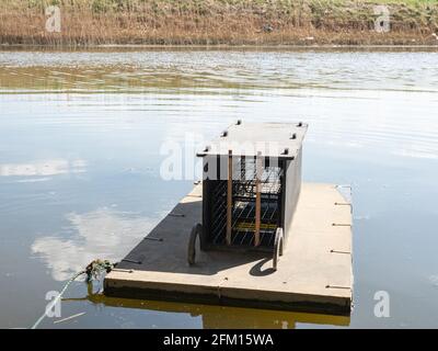 Intelligente Floating Nerz Falle auf Fenland Drainage Kanal Stockfoto