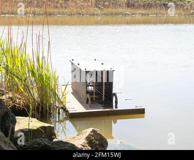 Intelligente Floating Nerz Falle auf Fenland Drainage Kanal Stockfoto