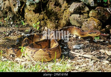 Lachesis muta, auch bekannt als Südamerikanischer Buschmeister oder Atlantischer Buschmeister, ist eine giftige Grubenviper-Art, die in Südamerika gefunden wird. Stockfoto