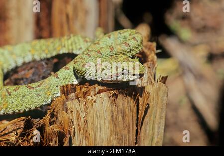 Bothriechis schlegelii, allgemein bekannt als Wimpern-Viper, ist eine Art giftiger Pit-Viper aus der Familie der Viperidae. Stockfoto