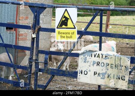 Hereford, Herefordshire, Großbritannien - Mittwoch, 5. Mai 2021 - UK Wetter - EIN Lamm genießt an einem kühlen Maitag einen kurzen Sonneneinstrahlung auf einem Bauernhof, der normalerweise für einen Stier am Rande von Hereford verwendet wird. Foto Steven May / Alamy Live News Stockfoto