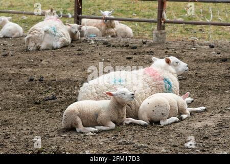 Hereford, Herefordshire, Großbritannien - Mittwoch, 5. Mai 2021 - Großbritannien Wetter - Junge Lämmer Genießen Sie einen kurzen Moment der Sonne an einem kühlen Maitag auf einem Bauernhof. Foto Steven May / Alamy Live News Stockfoto