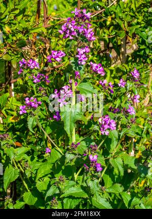 Nahaufnahme der jährlichen Ehrlichkeit Blumen (Lunaria annua) Stockfoto
