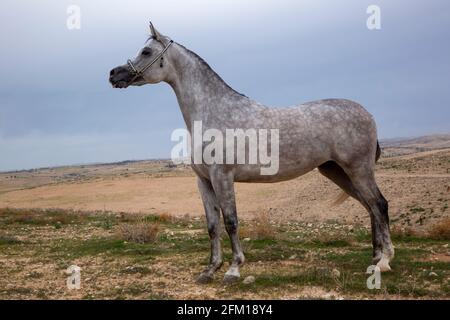 Das arabische oder arabische Pferd ist eine Pferderasse, die auf der Arabischen Halbinsel ihren Ursprung hat. Mit einer markanten Kopfform und hohem Schwanzwagen, der Araber Stockfoto