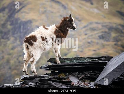 Walisische Bergziegen wild in felsigen Schiefer Steinbruch Mine Hügel. Bärtige Erkundungen am Hang von Snowdonia werden lange Haare und Hörner durch die Wildnis ziehen Stockfoto