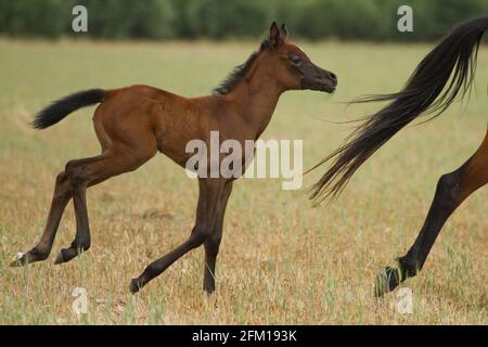 Das arabische oder arabische Pferd ist eine Pferderasse, die auf der Arabischen Halbinsel ihren Ursprung hat. Mit einer markanten Kopfform und hohem t Stockfoto