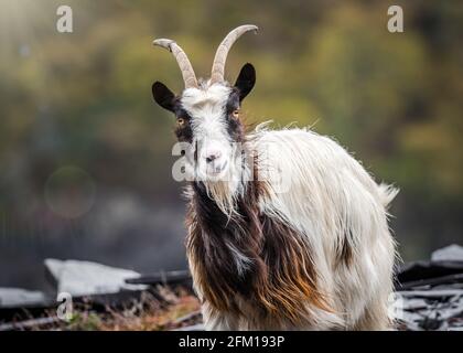 Walisische Bergziegen wild in felsigen Schiefer Steinbruch Mine Hügel. Bärtige Erkundungen am Hang von Snowdonia werden lange Haare und Hörner durch die Wildnis ziehen Stockfoto