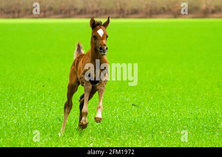 Das arabische oder arabische Pferd ist eine Pferderasse, die auf der Arabischen Halbinsel ihren Ursprung hat. Mit einer markanten Kopfform und hohem t Stockfoto