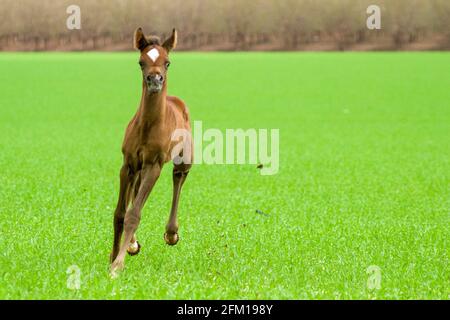 Das arabische oder arabische Pferd ist eine Pferderasse, die auf der Arabischen Halbinsel ihren Ursprung hat. Mit einer markanten Kopfform und hohem t Stockfoto