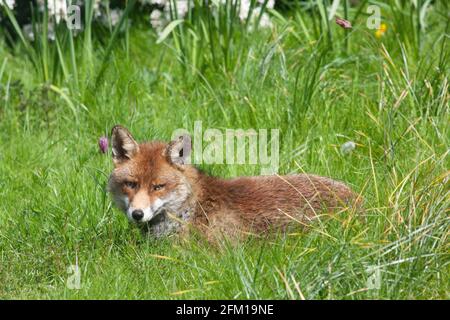 In einem Garten in Clapham, im Süden Londons, entspannt sich ein Fuchs an einem sonnigen Nachmittag auf dem Rasen. Die Fuchsfamilie hat Junge, aber sie wurden noch nicht bei Tageslicht gesehen. Anna Watson/Alamy Stockfoto