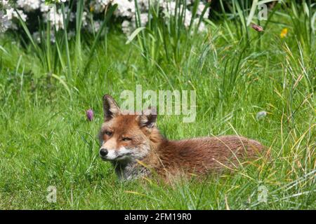 In einem Garten in Clapham, im Süden Londons, entspannt sich ein Fuchs an einem sonnigen Nachmittag auf dem Rasen. Die Fuchsfamilie hat Junge, aber sie wurden noch nicht bei Tageslicht gesehen. Anna Watson/Alamy Stockfoto