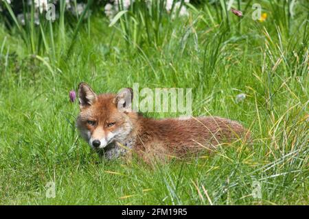 In einem Garten in Clapham, im Süden Londons, entspannt sich ein Fuchs an einem sonnigen Nachmittag auf dem Rasen. Die Fuchsfamilie hat Junge, aber sie wurden noch nicht bei Tageslicht gesehen. Anna Watson/Alamy Stockfoto