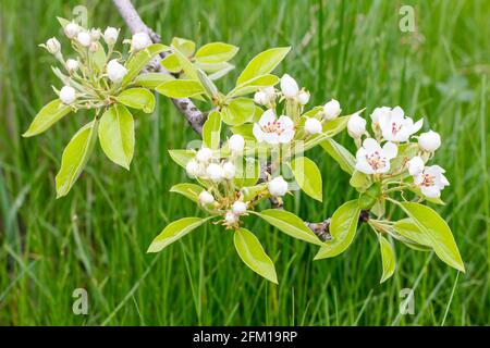 Blühender Zweig des Birnenbaums. Die grünen Blätter und weißen Blüten mit grünem Gras auf dem Hintergrund. Stockfoto