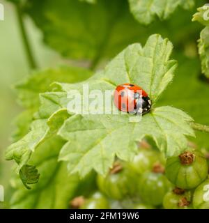 Marienkäfer auf einem Blatt eines schwarzen Johannisbeerbusches mit unreifen Beeren und grünen Blättern auf dem Hintergrund. Stockfoto