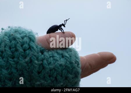 Ölkäfer (Meloe proscarabaeus)´s Daumen einer Frau, Gelting Birk Nature Reserve, Gelting Bay, Schleswig-Holstein, Deutschland Stockfoto